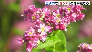 赤いソバの花が見頃むかえる　ＪＲ芸備線とのコントラストも写真映え　広島･三次市