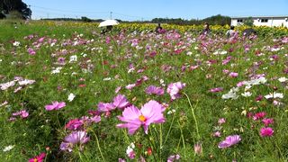 【動画】秋色コスモスとヒマワリの共演　熊本県菊池市