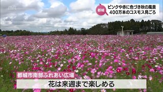 約400万本のコスモスが見ごろ　都城市南部ふれあい広場