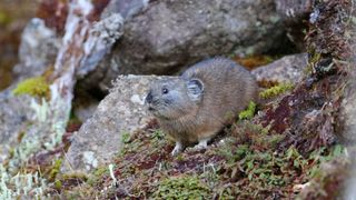 【動画】エゾナキウサギの冬支度