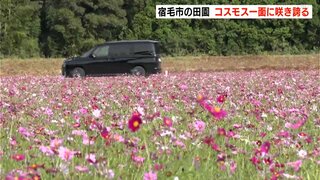 「えい所やねぇ」11月中ごろまでが見ごろ　秋空の田園でコスモスが一面に咲き誇る