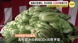 広島の冬の味覚･広島菜　初漬け式　残暑の影響を引きずるスタートも「これからおいしくなる」