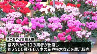 約2500種 60万本の花や植木を展示販売　恒例「秋のみやざき植木市」　宮崎神宮東神苑で12月1日まで