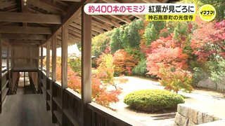 約400本のモミジ色づく　広島･神石高原町　そばも味わえる禅寺