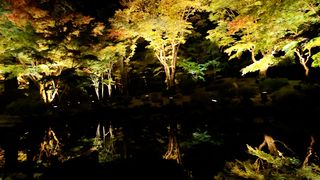 【動画】闇夜に浮かぶ「逆さ紅葉」