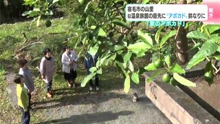 食べた後、花壇の近くに捨てた種から…　旧温泉旅館の庭先にアボカドの実が鈴なりに（高知）