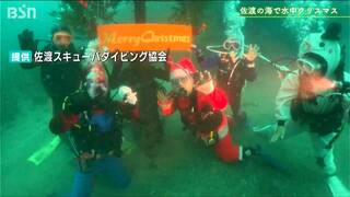 海中から 一足早い「メリークリスマス！」イシダイやタツノオトシゴと共にクリスマスダイビング　新潟県佐渡市