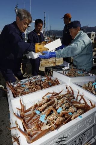 輪島港からズワイガニ出荷　能登半島地震後初、金沢で初競り