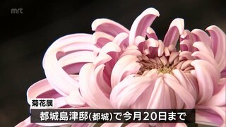 秋を彩る菊花展　都城島津邸で20日まで