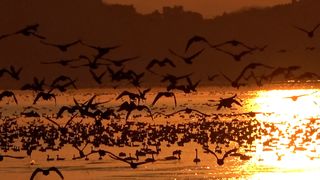 【動画】次々と飛び立つマガン