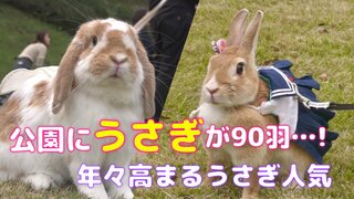 公園にうさぎが90羽…！保険の契約数は6年で8倍にまで急増 年々高まるウサギ人気の理由は