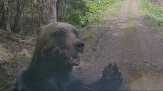 牛66頭を襲撃“OSO18”の出現や軽トラに体当たり…クマ出没が相次ぐ北海道で猟友会が駆除要請に難色、背景に「ハンターがすべて責任を負うことへの危機感」