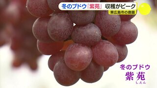 これから旬の「冬のブドウ」 1房1万6000円超えの贈答用も　広島･東広島市の農園