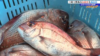 新しい三陸の味発信へ　豊漁続く高級魚マダイを使い、商品開発に取り組む　岩手