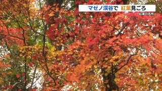 紅葉の名所「マゼノ渓谷」で見ごろ迎える　12月1日まで一般開放　熊本・南小国町