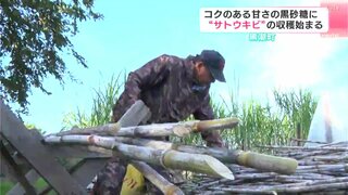 「今から糖度ものってくると思う」コクのある黒砂糖に　高知県黒潮町で“サトウキビ”の収穫始まる