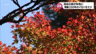 樹齢200年　日南市北郷町のイロハモミジ　渓谷の森に秋の彩り