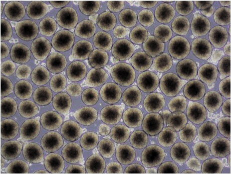 iPS細胞、液に浮かせて大量培養成功　「コスト数分の1」理研