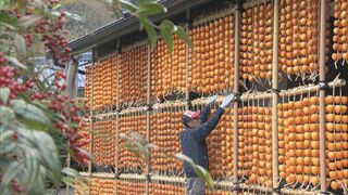 まるでカーテン…特産「伊自良大実柿」の干し柿づくり最盛期 チーズを挟んで食べても美味しい 岐阜・山県市