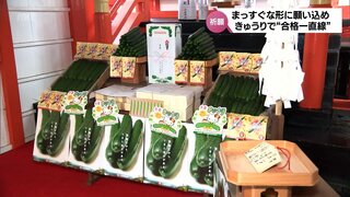 "合格一直線"  受験生応援の「きゅうり」　JAみやざきが販売へ