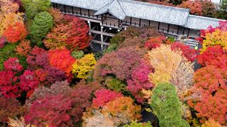 【動画】秋色に染まる東福寺