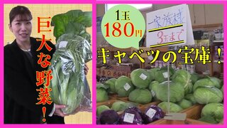 高値のキャベツが1玉180円!?「上半身ぐらいある」巨大野菜!?青森・三沢市の産直施設【朝イチ行ってきました】