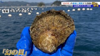 カキ養殖の危機　漁師たちが期待を寄せるのは「幻の貝」　海水温上昇を乗り越える切り札となるか？　岩手・山田町