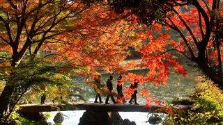 【動画】都内の庭園で紅葉が見頃