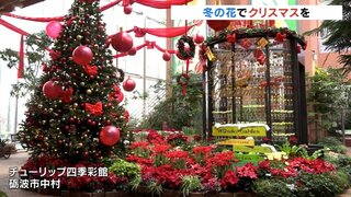 冬を華やかに　ポインセチアで彩るクリスマス　チューリップ四季彩館　富山・砺波市