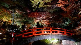 【動画】ライトアップされた北野天満宮のもみじ