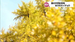 樹齢800年余り　国の天然記念物「去川の大イチョウ」が見ごろ