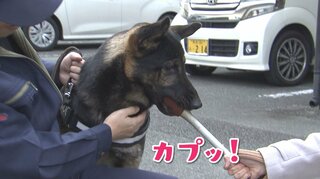 「いまの気持ちは？」ぬかるんだ山道“スピード救助”の新入り警察犬 ご褒美にジャーキー1キロ贈呈　熊本