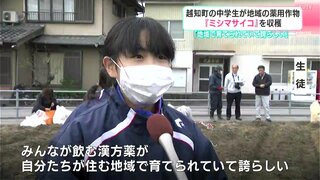 「地域で育てられていて誇らしい」高知県越知町の中学生が薬用作物“ミシマサイコ”を収穫