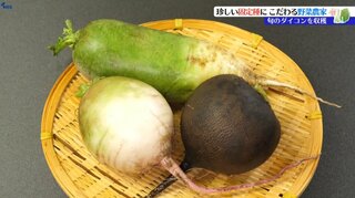 品種改良を行わずに長い時間をかけて受け継がれてきた「固定種」を育てる野菜農家　岩手・北上市