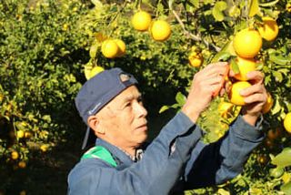 「マイヤーレモン」はいかが？　神奈川・小田原で収穫期