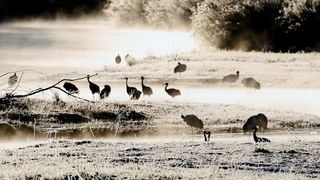 【動画】川霧に浮かぶタンチョウ